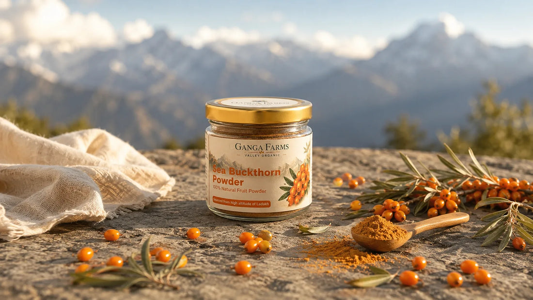 Ganga Farms Sea Buckthorn Powder jar with fresh Ladakh berries on a stone surface
