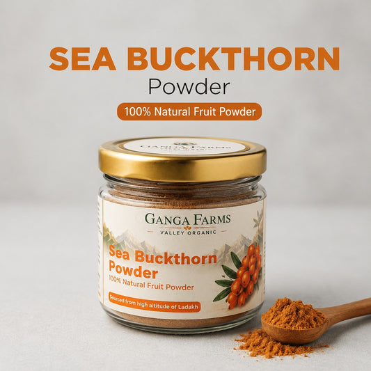 Jar of Ganga Farms Sea Buckthorn Powder with a wooden spoonful of powder on a light gray background